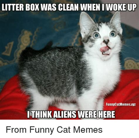 19 Very Funny Cat Memes Clean Images And Pictures Memesboy