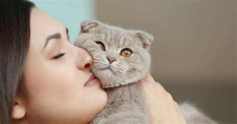 reasons why we love cats sepicat