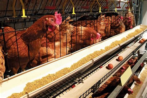 Poultry Farming Types Of Poultry Britannica