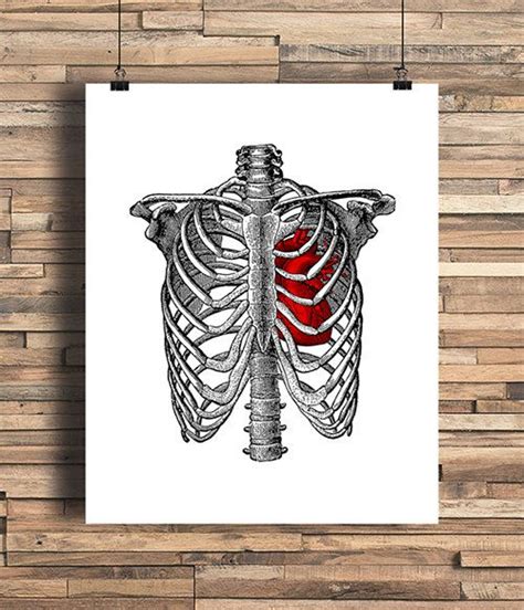 Rib Cage With Anatomical Heart Illustration Bones Human Anatomy Home