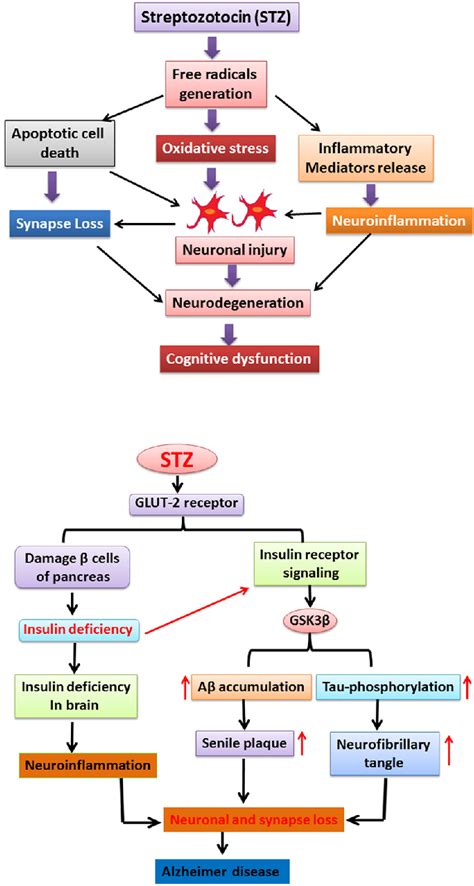 Figure 2 From Streptozotocin Induced Alzheimers Disease Like Changes