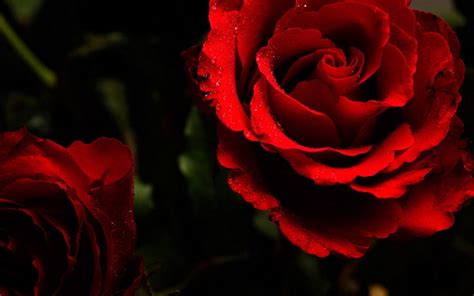 Free Download Cool Wallpapers Red Rose Wallpaper 1600x1000 For Your