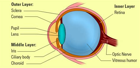 Parts Of The Outer Eye Diagram The Anatomy Stories