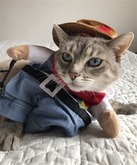 Cat Costumes For Halloween 18 Reviews By Real Cats Pics