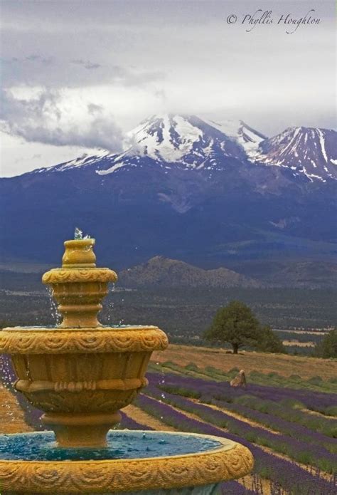 A tremendous thank you to ray's mt. Mt Shasta Lavender Farm - Photograph at BetterPhoto.com ...