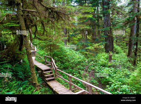 Forest Trail On Vancouver Island Canada Stock Photo Alamy