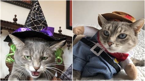 The Best Halloween Costumes As Reviewed By Real Rover Cats