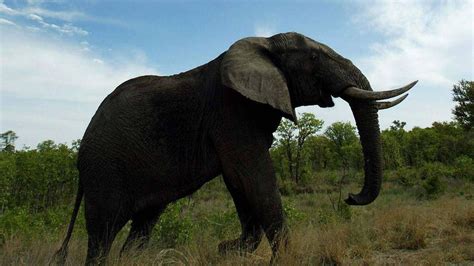 Poachers Killed 100000 Elephants Across Africa From 2010 2012 Study