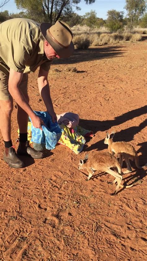 Occurred July 31 2016 The Kangaroo Sanctuary Alice Springs