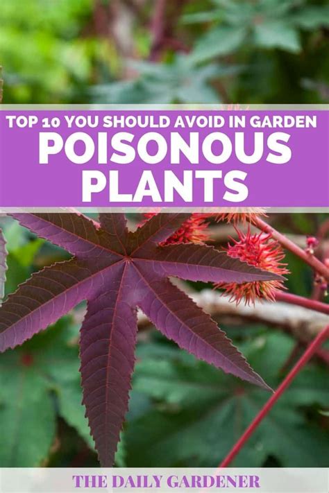 Top 10 Deadly Poisonous Plants You Should Avoid In Garden Plants