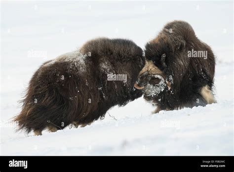 Two Fighting Musk Ox Bulls Stock Photo Alamy