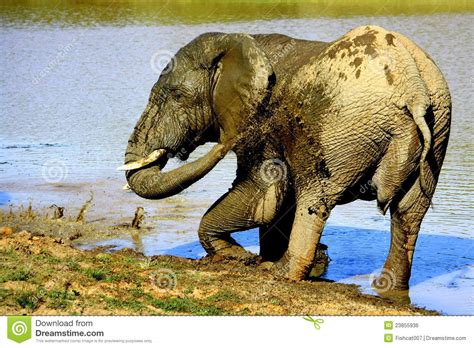 Um Elefante De Touro Grande Toma Um Banho De Lama Foto De Stock