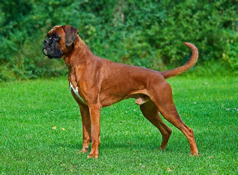 Boxer Dog Breed History And Some Interesting Facts