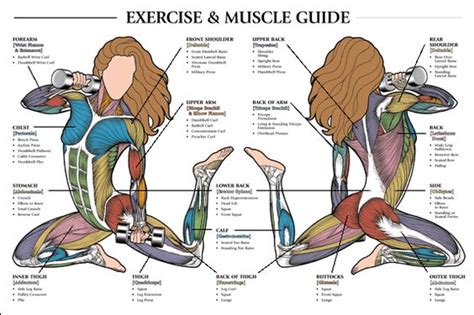 Abdominal muscles after c section | Female Anatomy | Pinterest | Study