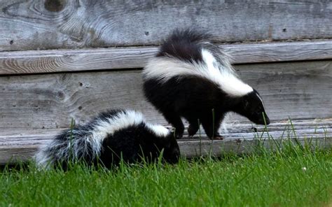 How To Get Rid Of A Skunk Under Your Deck Natural Brazil
