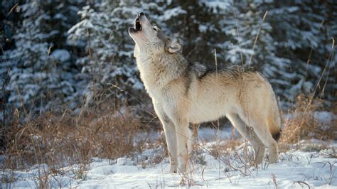 Wolves to Drop From Endangered Species List in U.S. - The New York Times