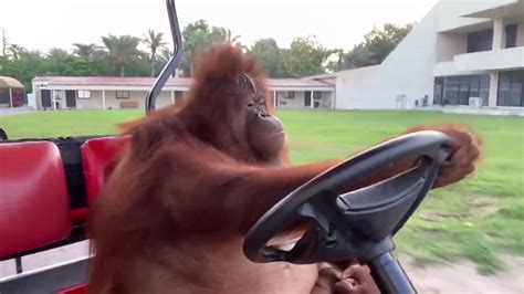 Monkey Orangutan Driving Golf Cart And Ice Cube Cruising