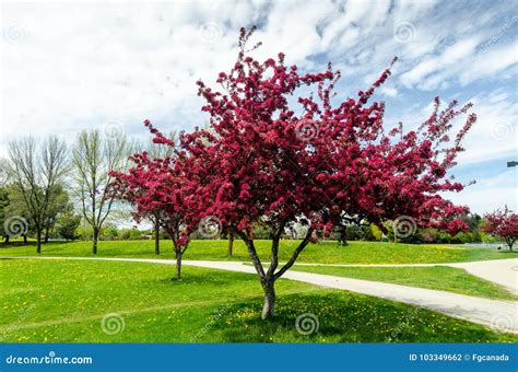 Crabapple Trees In Full Bloom Stock Photo Image Of Sunny Vibrant