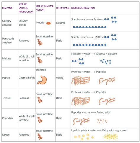 Solved Enzymes Site Of Enzyme Production Site Of Enzyme