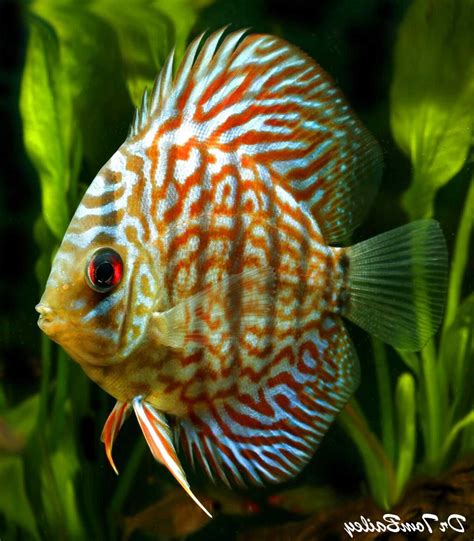 I have been raising and breeding discus fish for over 20 years providing customers and pet stores with excellent service and unbeatable prices on discus fish. Discus Fish for sale | Only 4 left at -60%