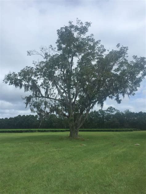 Carolina plantation reintroduced aromatic rice to south carolina in 1996. South Carolina Tea Plantation - Bigelow - Visit - My Tea Vault