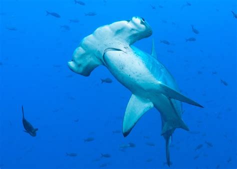 Fau Size Doesnt Matter At Least For Hammerheads And Swimming