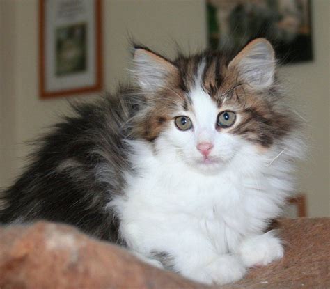 Norwegian Forest Cat For Sale Uk Petfinder