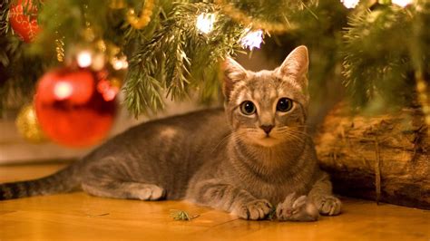 Computer Christmas Cat Wallpaper Download Wallpapers New Year 4k