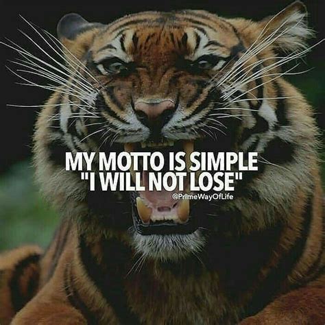 Inspirational Quotes About Tigers