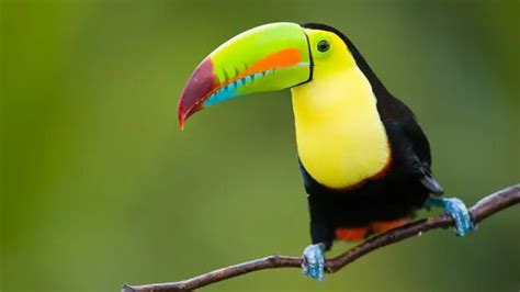 10 Amazing Tropical Rainforest Animals Science Facts