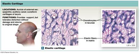 Elastic Cartilage | Integumentary system, Pearson education, Anatomy