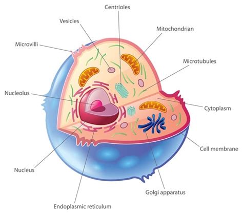 Plant, animal and bacterial cells have smaller components each with a cell structure. What Are Organelles?