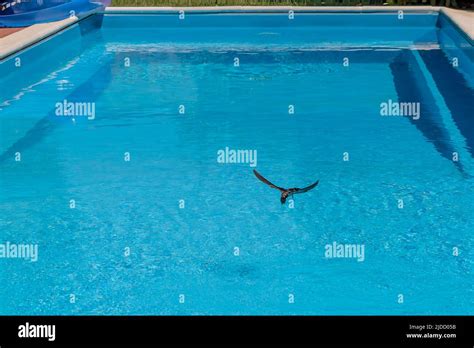 A Swallow Dives Into A Swimming Pool To Look For Water With Which To Quench Its Thirst From The