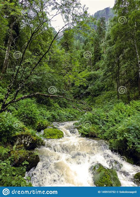 Misty River Through A Forest Stream In The Wood Beautiful Natural