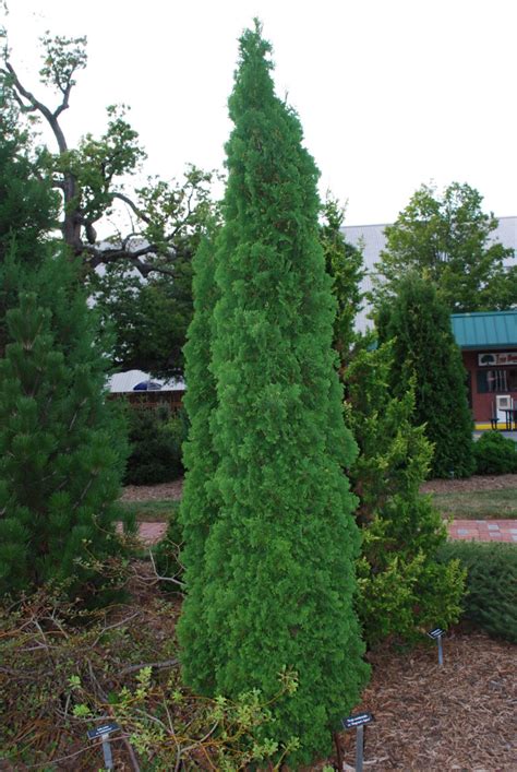 Five Evergreens For Small Garden Spaces What Grows There Hugh