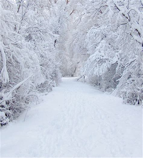 8x10ft Winter Snow Photography Backdrops White Road Outdoor Forest