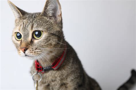 Hang it on the line or leave it outside to help your cat find a familiar scent and find his/her way home. FINDING YOUR LOST CAT - Ottawa Humane Society