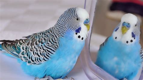 Budgie Singing To Mirror For 1 Hour Parakeet Sounds Youtube