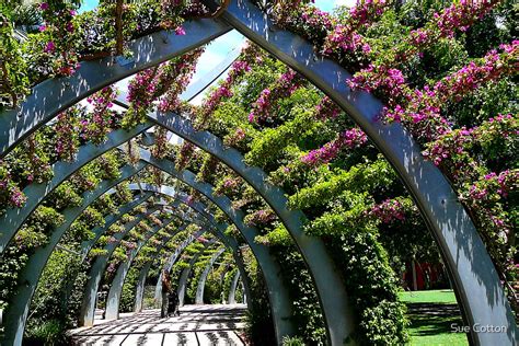 Southbank Flower Arches By Sue Cotton Redbubble