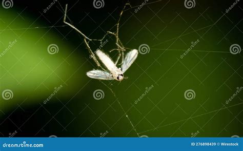 a closeup shot of a fly caught in a spider web stock image image of weave trapped 276898439