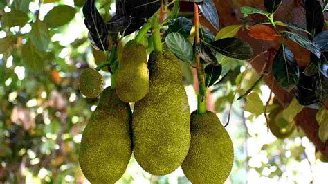 Jackfruit Meaning In Hindi जैकफ्रूट का हिंदी अर्थ Knowledge Love