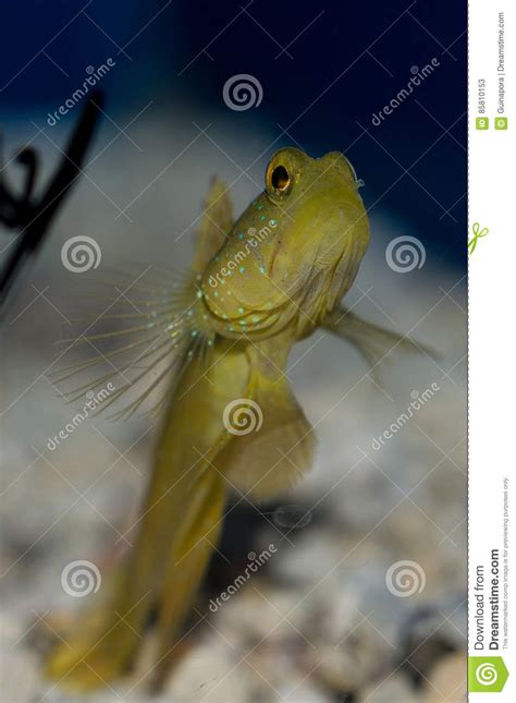 Yellow Prawn Goby Stock Image Image Of Cinctus Fishes 85810153