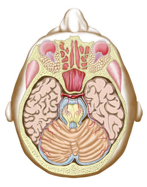 Medical Illustration Of The Midbrain Transverse Section Structure
