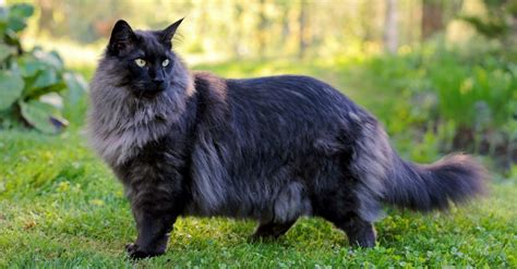 Norwegian Forest Cat Breed Complete Guide Az Animals