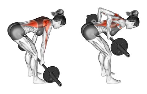 Yates Row Vs Barbell Row Muscles Mechanics And More Inspire Us