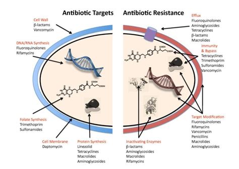 How Do Antibiotics Work