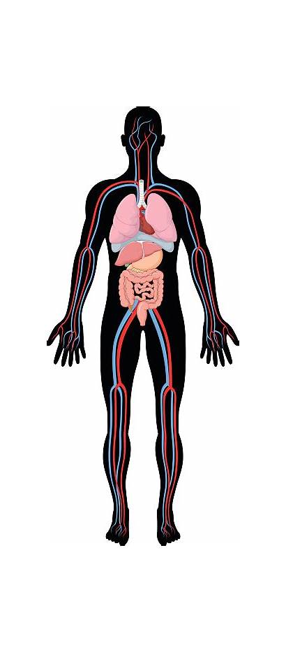 Human Anatomy Cartoon Illustration Vector Homeostasis Examples
