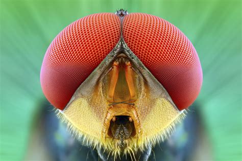 These Close Up Shots Of Tropical Bugs Are Beautifully Frightening Insect Eyes Macro