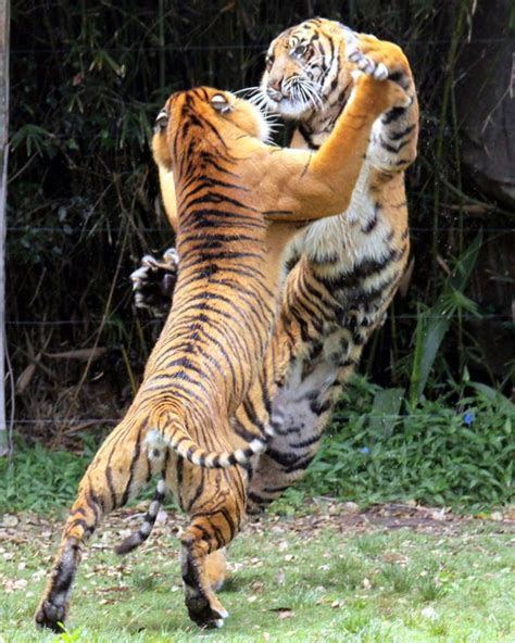 Psbattle Two Tigers Fighting Photoshopbattles