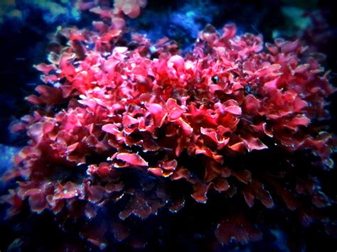 Ever Seen Such Beautiful Macroalgae Reef Tank Marine Plants